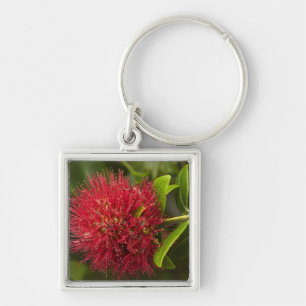 Chaveiro Flor de Pohutukawa, Dunedin