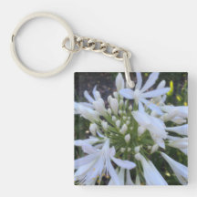 Flores Agapanthus brancas