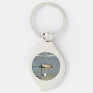 Chaveiro Foca-comum em La Jolla Califórnia