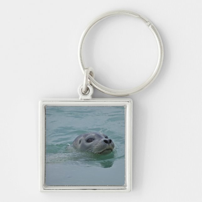 Chaveiro Foca-comum nadando no lago glacial Jokulsarlon (Frente)