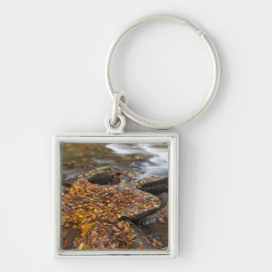Chaveiro Folhas de outono ao longo do Looking Glass Creek n