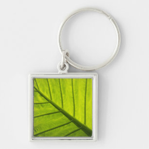 Chaveiro Folhas verdes com veias de folhagem tropical em 2