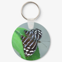 Foto da Borboleta de Onda Azul