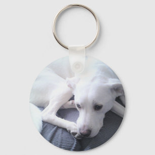 Chaveiro Foto de uma bela mistura branca de labradores retr