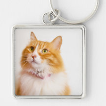 Foto Personalizada de Gato Ginger com Nome Persona