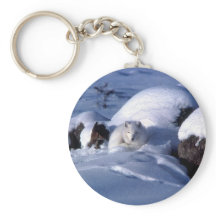 Fox Árctica Americana