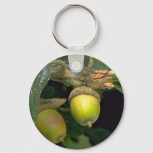 Chaveiro Fruta de carvalho de Gary (garryana do Quercus)