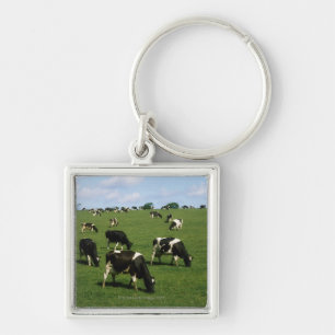 Chaveiro Gado do Holstein-Frisão, Ireland