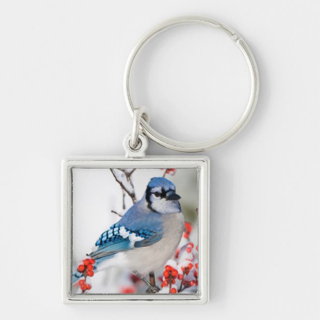 Chaveiro Gaio-azul em Winterberry Comum (Frente)