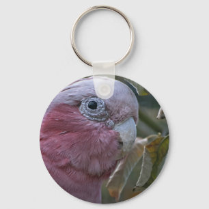 Chaveiro Galah ou Cacatua de Peito Rosado