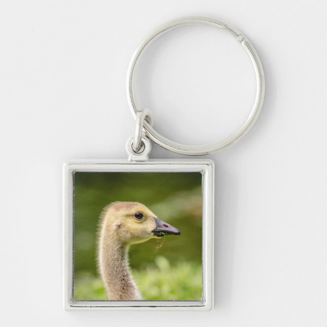 Chaveiro Ganso canadense (Gosling) (Frente)