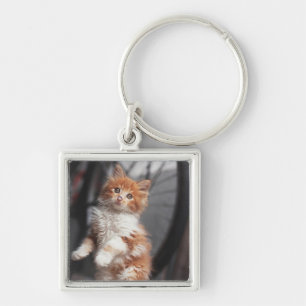 Chaveiro Gatinho alaranjado do gato malhado