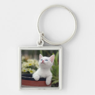 Chaveiro Gatinho branco turco