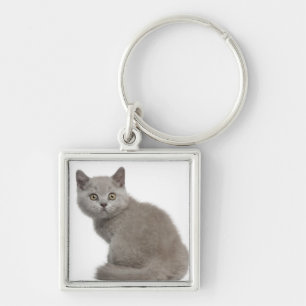 Chaveiro Gatinho britânico de Shorthair (10 semanas velho)