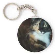 Gatinho Miss Calico