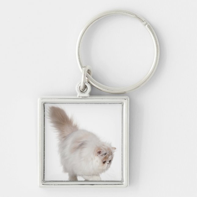 Chaveiro Gatinho persa (3 meses velho) (Frente)