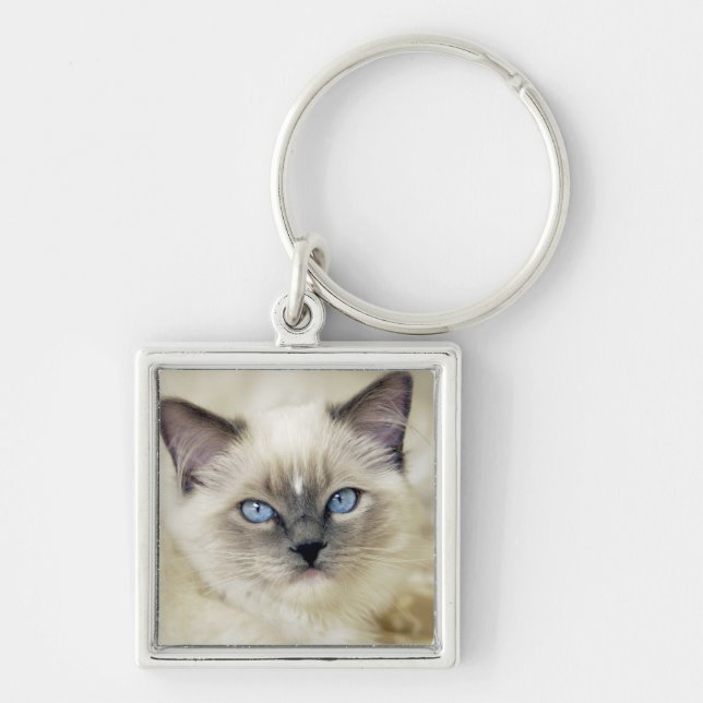 Chaveiro Gatinho Ragdoll (Frente)