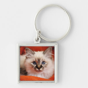 Chaveiro Gatinho sagrado de Birman