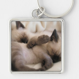 Chaveiro Gatinho Siamese bonito do gato do animal de