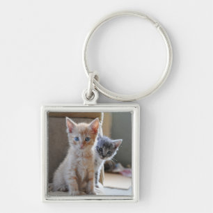 Chaveiro Gatinhos curiosos