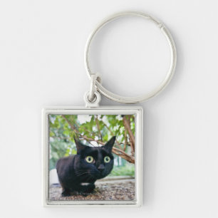 Chaveiro gato alertado que esconde sob o arbusto