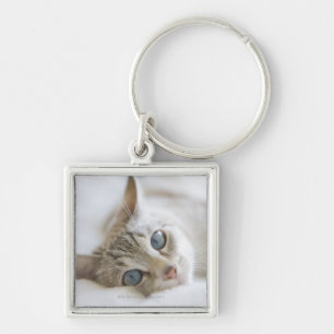 Chaveiro Gato branco bonito com os olhos azuis que colocam