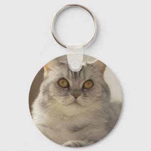 Chaveiro Gato, cabelo curto britânico, Felino