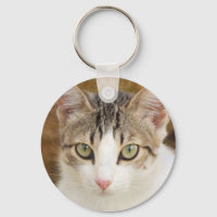 Gato ginger olhos castanhos metal verde