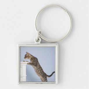 Chaveiro Gato na cadeira, Dusseldorf, norte