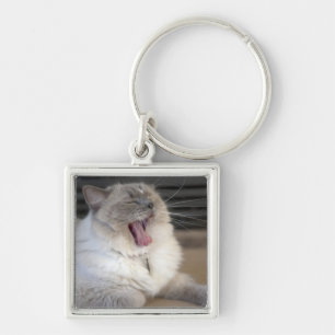 Chaveiro gato Neva Masquerade bocejando