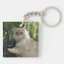Gato Siberian da floresta (o dobro tomou partido)