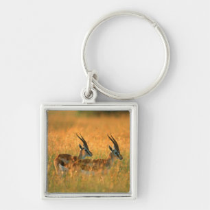 Chaveiro Gazela-de-thomson (Gazella Thomsonii) ao Amanhecer