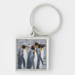 Chaveiro Geórgia do Sul. Pinguins-imperadores