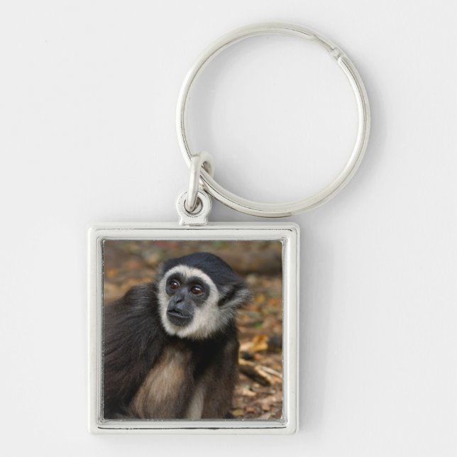 Chaveiro Gibão-de-mãos-brancas (Hylobates Lar), Monkeyland (Frente)