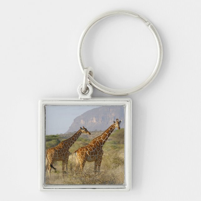 Chaveiro Girafa somaliano, girafa Reticulated, Giraffa (Frente)