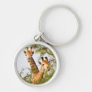 Chaveiro Girafas se destacam da vegetação