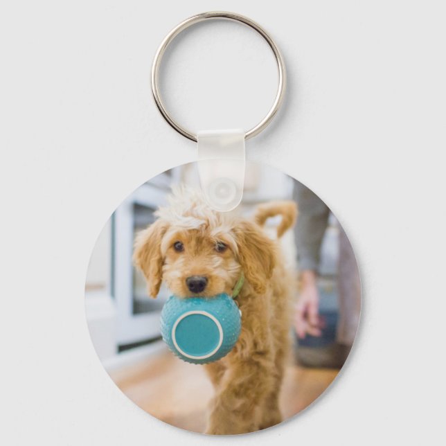 Chaveiro Goldendoodle - Janto de Carregando (Frente)