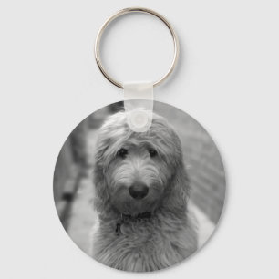 Chaveiro Goldendoodle Puppy No Quintal