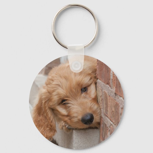 Chaveiro Goldendoodle Puppy Peeking (Frente)