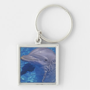 Chaveiro Golfinho Nariz-de-Garrafa, Tursiops Truncatus