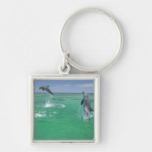 Chaveiro Golfinho-nariz-de-garrafa Tursiops truncatus