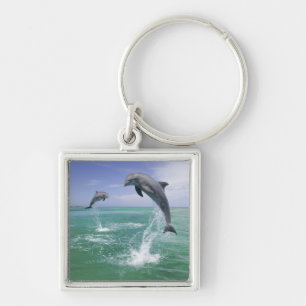 Chaveiro Golfinhos-nariz-de-garrafa Tursiops truncatus