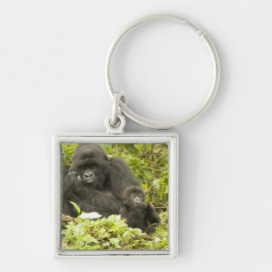 Chaveiro Gorila-da-montanha, Gorilla beringei (anteriorment