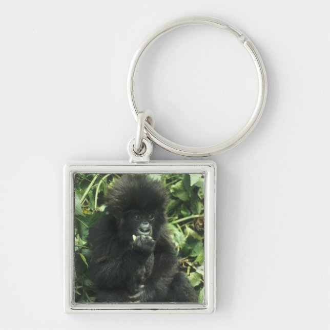 Chaveiro Gorila da Montanha, (Gorilla gorilla beringei), (Frente)