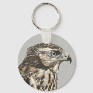 Chaveiro Goshawk imaturo