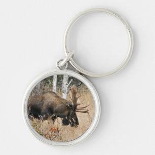 Chaveiro Grazing Moose