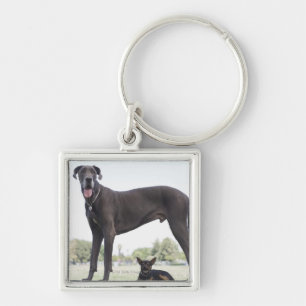 Chaveiro Great dane e cão pequeno da misturado-raça