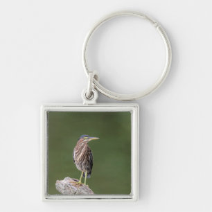 Chaveiro Green Heron em um diário