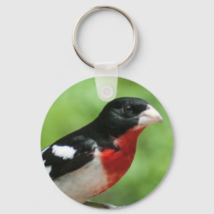 Chaveiro Grosbeak de peito rosa
