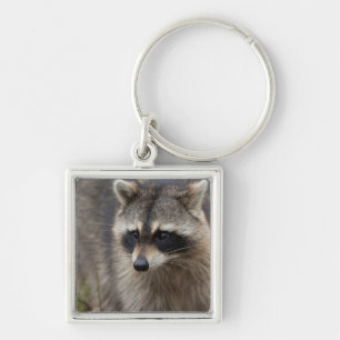 Chaveiro Guaxinim, Procyon lotor, Flórida